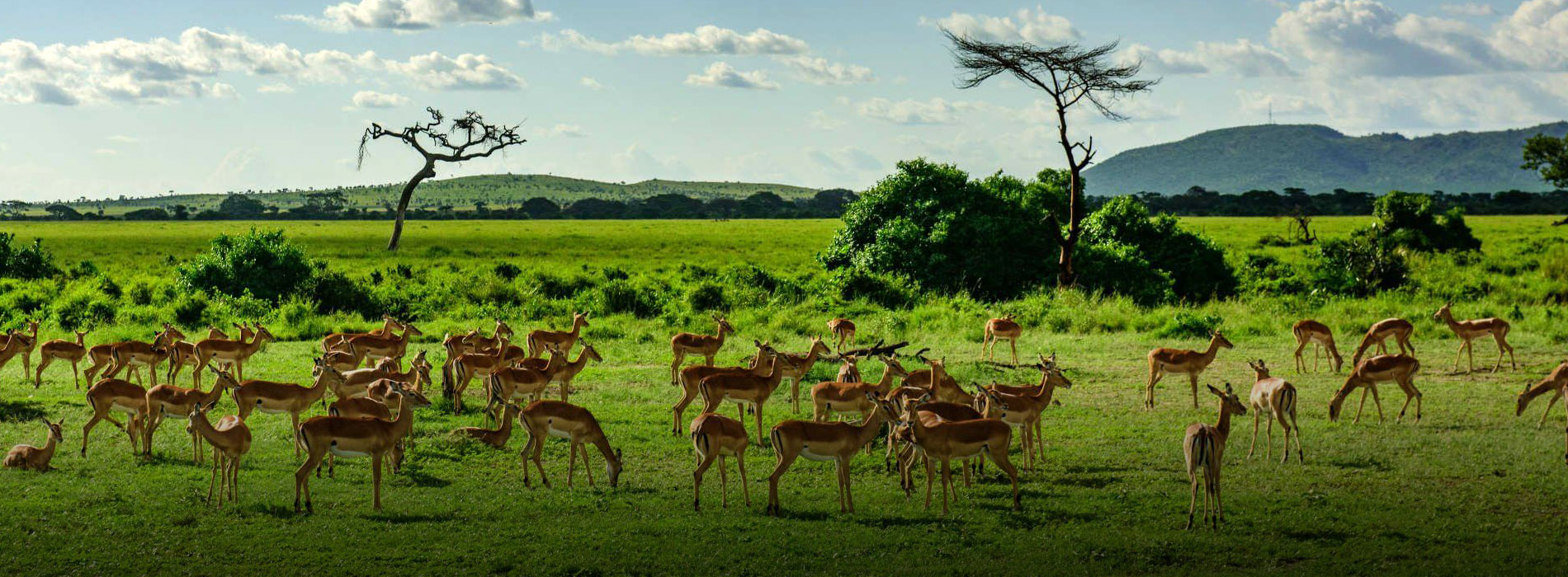 Tanzania Tour Packages