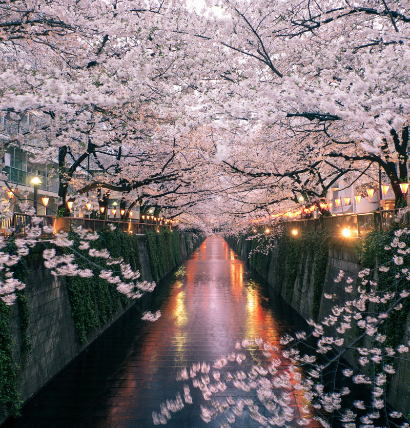 Japan - Cherry Blossom Tour
