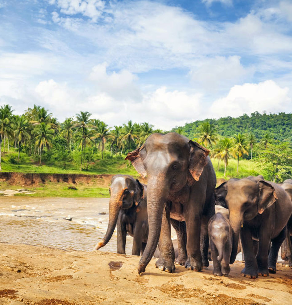 Sri Lanka Tour Packages